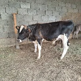 GIBRIT TOHUM OKUZCE