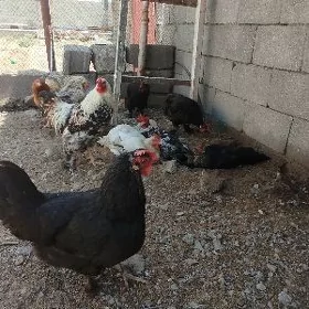 BRAMA TOWUK