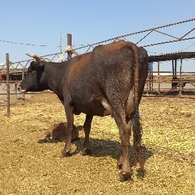göleli.