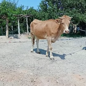 tuwe 3 yaşar