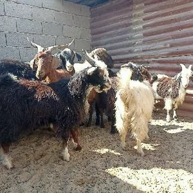 Çebişler