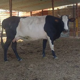göleli.