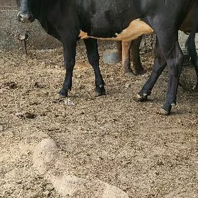 bogoz tuwe