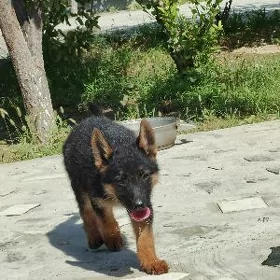 Awçarka nemeski.