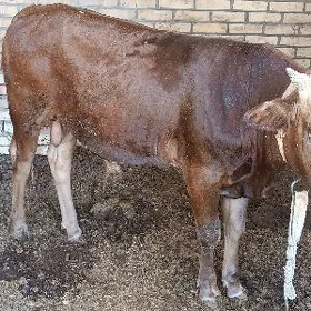 öküz