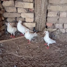 kepderi