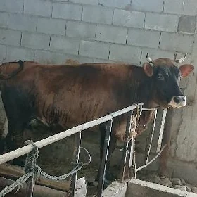 Sygyr bakylan