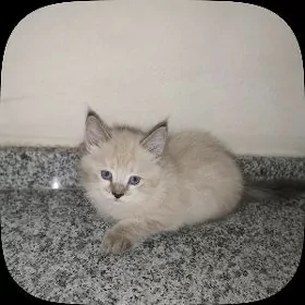 Котёнок Бирманский Pişik