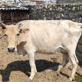Tanaly Sygyr