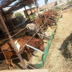 öküzler ve gulajyn