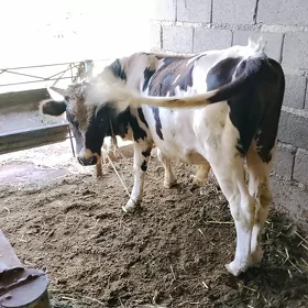 окуз