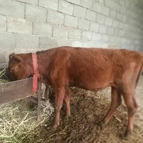 öküz