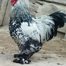 brama horaz