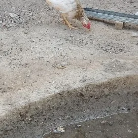 karlik horaz