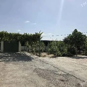 Satlyk plan Taze zaman 1tapgyr