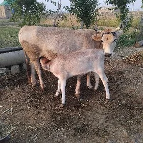Goleli Sygyr
