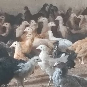 товук жуже