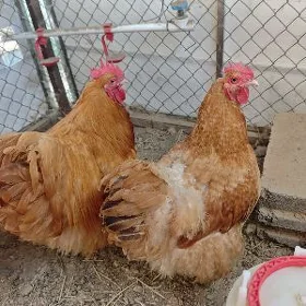 Orpington Juyje