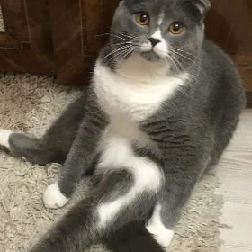КОТ НА ВЯЗКУ