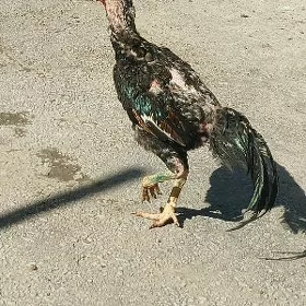 baysowy