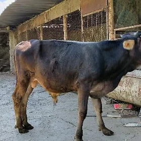 Öküz