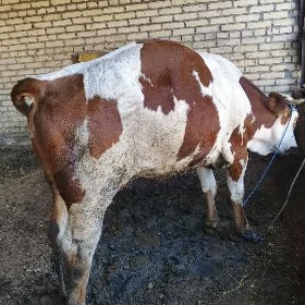 mal