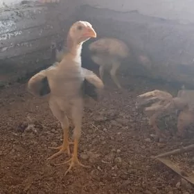 Baysow juje
