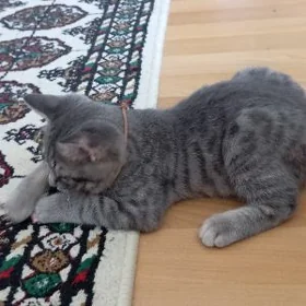 Британский кот 3 месяца