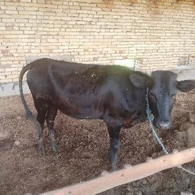 GYSYR UNAJYN