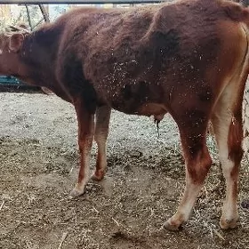 okuzce