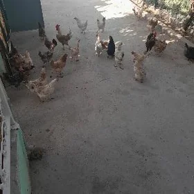 Türkmen Towuk