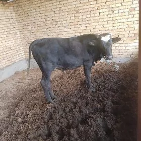 BAKLYK OKUZ