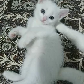 Paroda pisik