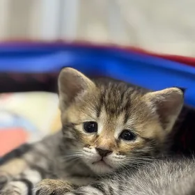 pişik
