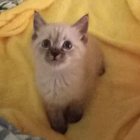 Красивый котёнок