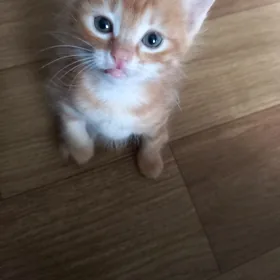 котята