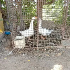 gus horaz ki