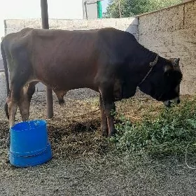 Öküz