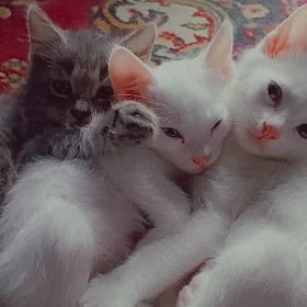 pişik