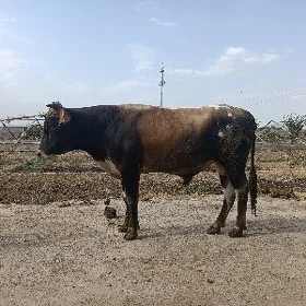 Öküz