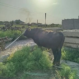 Öküz
