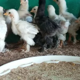balgar brama garyşyk jüjeler