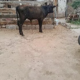 Öküz