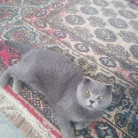 Şatlaniski pişik