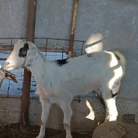 geci