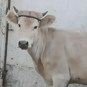 Tüwe