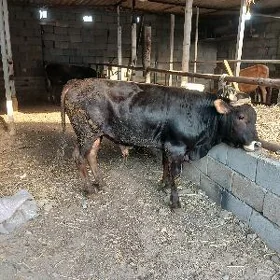 ÖKUZ