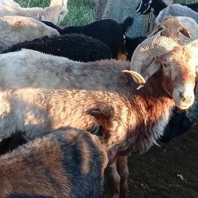 Satlyk goc , Gazojak şäheri
