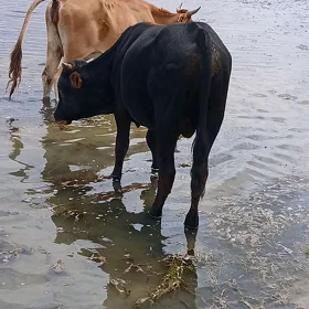Окуз
