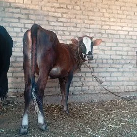 sygyr gulajyn